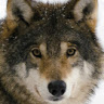 X257wolf