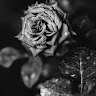 Debbierlea.